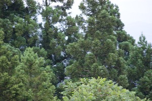 2009/07/15 َRw_89