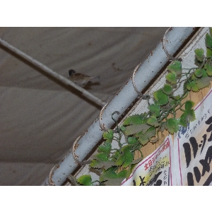 - 20110129- APhoto_3