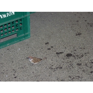 - 20110129- APhoto_2