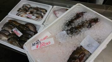 20190420-1@T̔ł-26