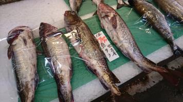 20190420-1@T̔ł-32