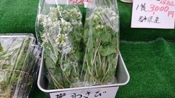 20190504-1@T̔ł-66