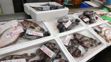 20190518-1@T̔ł-43