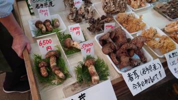 202040929Kinoko-1