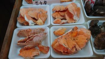 202040929Kinoko-13