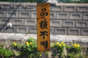 20140425 -劘̍-_16