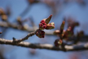 20140425 -劘̍-_21