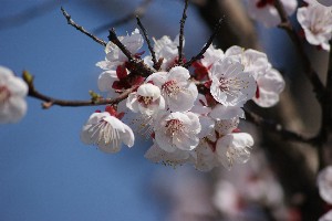 20140425 -劘̍-_24