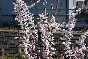 20140425 -劘̍-_32