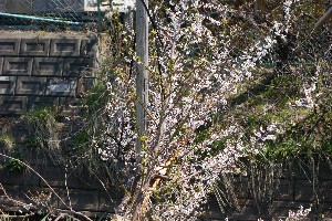 20140425 -劘̍-_35