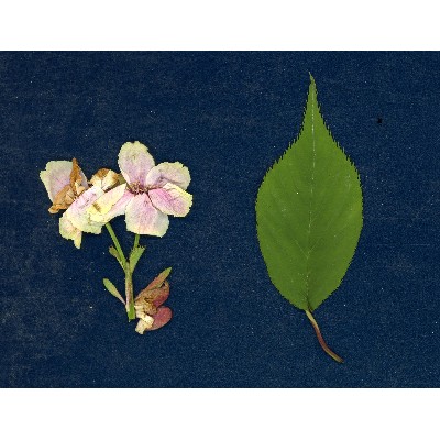 20110517 - W{̍̉ -_21