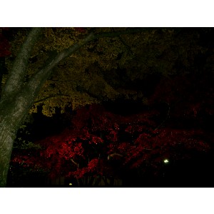 20091112 -���암�@(�����s������)-_1