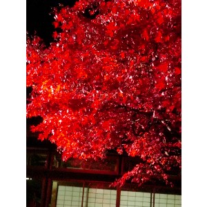 20091112 -���암�@(�����s������)-_7