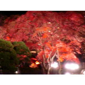 20091112 -���암�@(�����s������)-_10