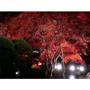 20091112 -���암�@(�����s������)-_11
