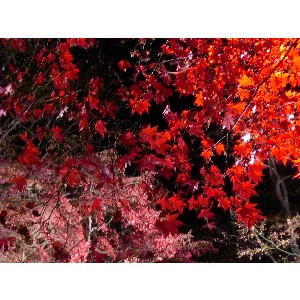 20091112 -���암�@(�����s������)-_22