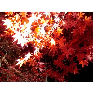 20091112 -���암�@(�����s������)-_24