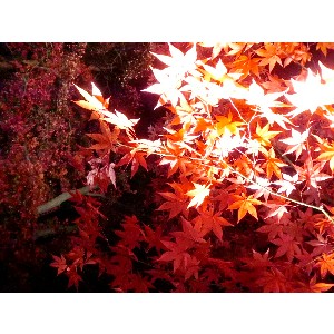 20091112 -���암�@(�����s������)-_25