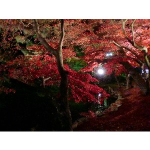 20091112 -���암�@(�����s������)-_28