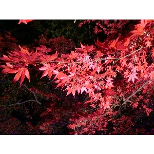20091112 -���암�@(�����s������)-_29