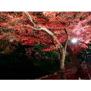 20091112 -���암�@(�����s������)-_30