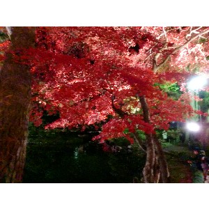 20091112 -���암�@(�����s������)-_32