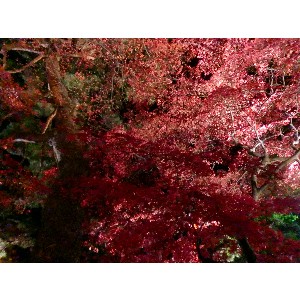 20091112 -���암�@(�����s������)-_33