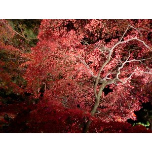 20091112 -���암�@(�����s������)-_35