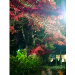 20091112 -���암�@(�����s������)-_43