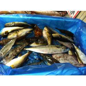 2008�N01��26��_13