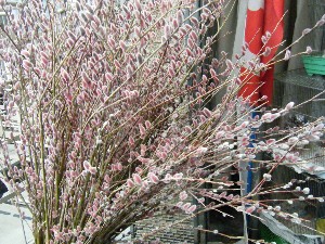 20080301-���T�̔����ł�-_10