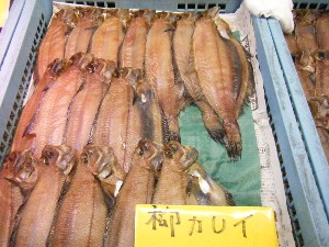20080301-���T�̔����ł�-_55