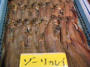 20080301-���T�̔����ł�-_56