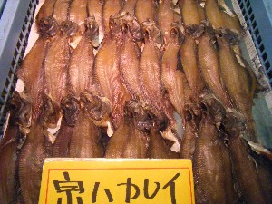 20080301-���T�̔����ł�-_57