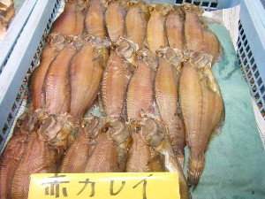 20080301-���T�̔����ł�-_58
