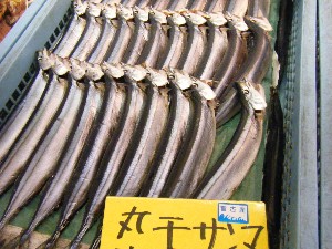 20080301-���T�̔����ł�-_62