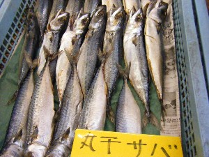20080301-���T�̔����ł�-_63
