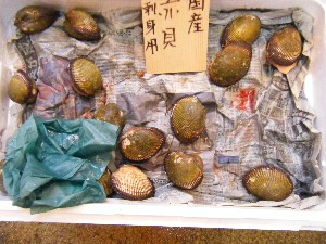 20080301-���T�̔����ł�-_75