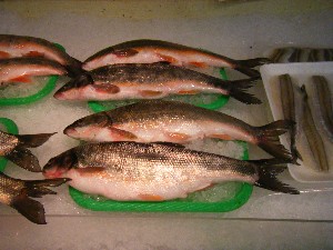 2008/03/08(�y)�̔����ł�_21