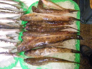 2008/03/08(�y)�̔����ł�_22