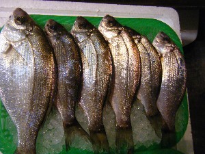 2008/03/08(�y)�̔����ł�_23
