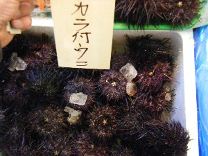 2008/03/08(�y)�̔����ł�_30