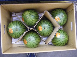 ���T�̔����ł�-�����͂�����܂����E�E�E-_11