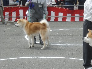 -20070413 ������ōs��ꂽ��茧�H�c���ۑ����̓W����ł�-_54