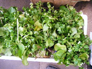 2008/04/26-�{���̔����ł�_11