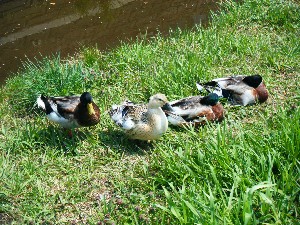 2008/04/26-�{���̔����ł�_12