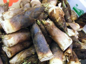 2008/04/26-�{���̔����ł�_23