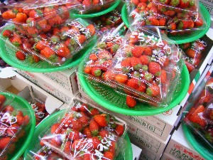 2008/04/26-�{���̔����ł�_24