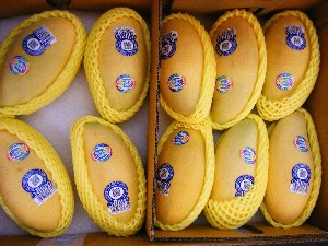 2008/04/26-�{���̔����ł�_26