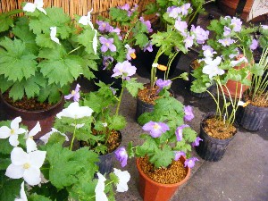 2008/04/26-�{���̔����ł�_28